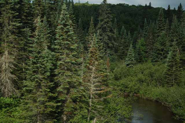 Trees at Achigan Lake
